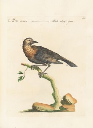 Ornithologia methodice digesta Pl.282