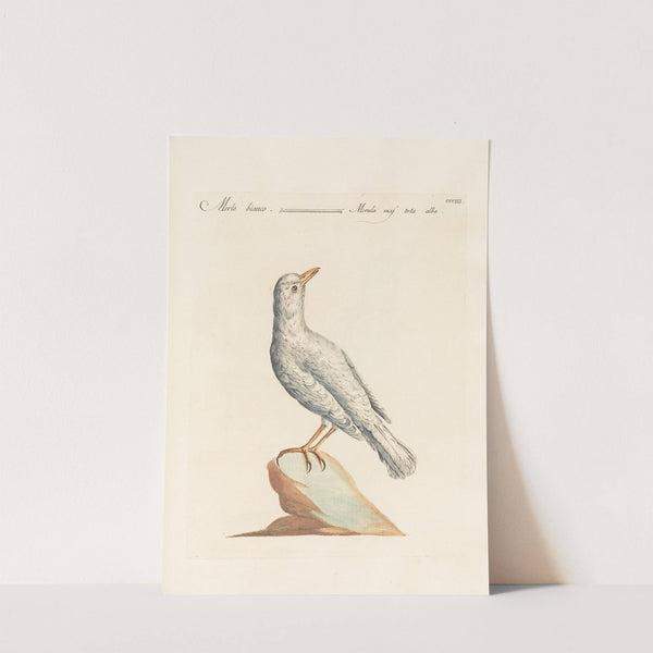 Ornithologia methodice digesta Pl.285 by Saverio Manetti