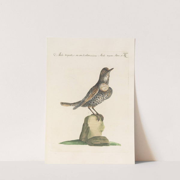 Ornithologia methodice digesta Pl.286 by Saverio Manetti