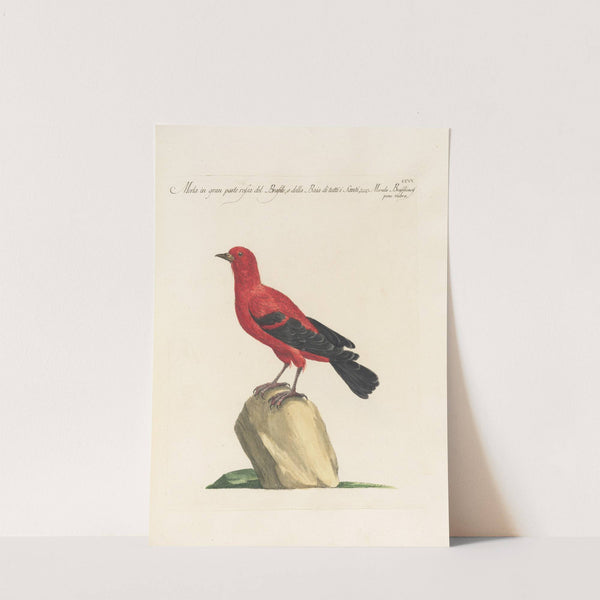 Ornithologia methodice digesta Pl.287 by Saverio Manetti