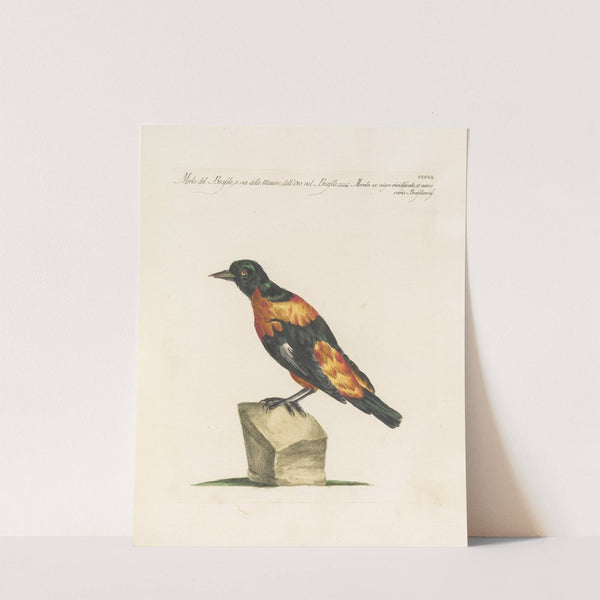 Ornithologia methodice digesta Pl.288 by Saverio Manetti