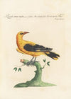 Ornithologia methodice digesta Pl.289