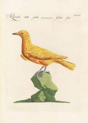 Ornithologia methodice digesta Pl.290