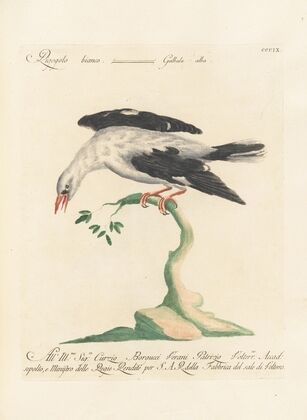 Ornithologia methodice digesta Pl.291