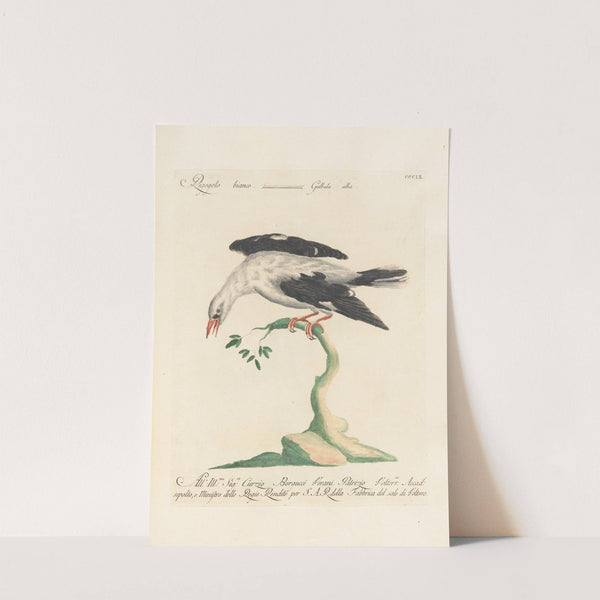 Ornithologia methodice digesta Pl.291 by Saverio Manetti