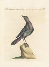Ornithologia methodice digesta Pl.292