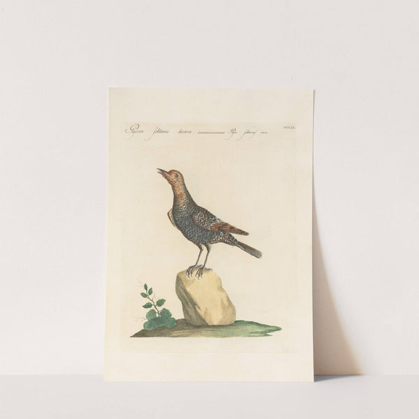 Ornithologia methodice digesta Pl.293 by Saverio Manetti