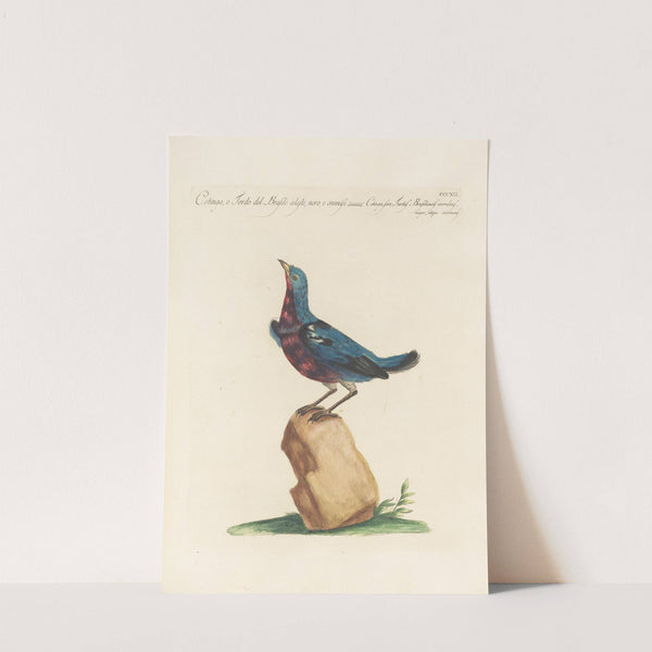 Ornithologia methodice digesta Pl.294 by Saverio Manetti