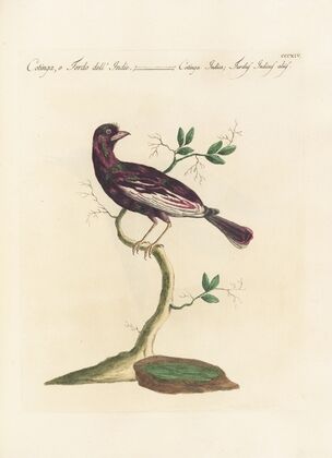Ornithologia methodice digesta Pl.296