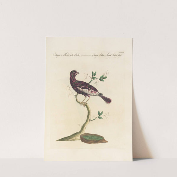 Ornithologia methodice digesta Pl.296 (1767-1776) by Saverio Manetti