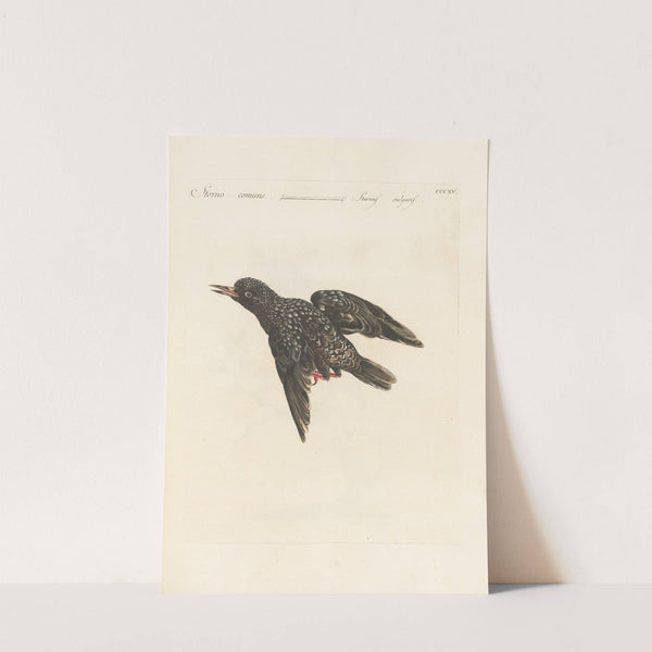 Ornithologia methodice digesta Pl.297 (1767-1776) by Saverio Manetti