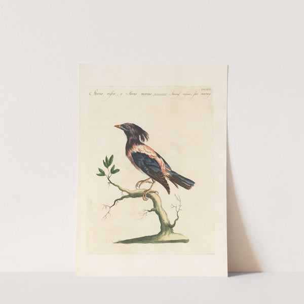 Ornithologia methodice digesta Pl.298 (1767-1776) by Saverio Manetti