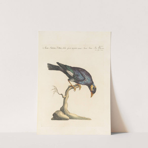 Ornithologia methodice digesta Pl.301 (1767-1776) by Saverio Manetti