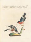 Ornithologia methodice digesta Pl.303