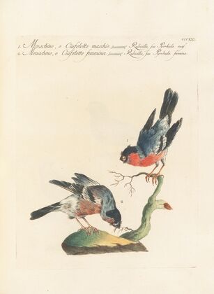 Ornithologia methodice digesta Pl.303