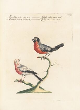 Ornithologia methodice digesta Pl.304