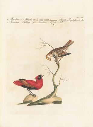 Ornithologia methodice digesta Pl.305