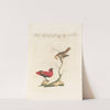 Ornithologia methodice digesta Pl.305 (1767-1776) by Saverio Manetti