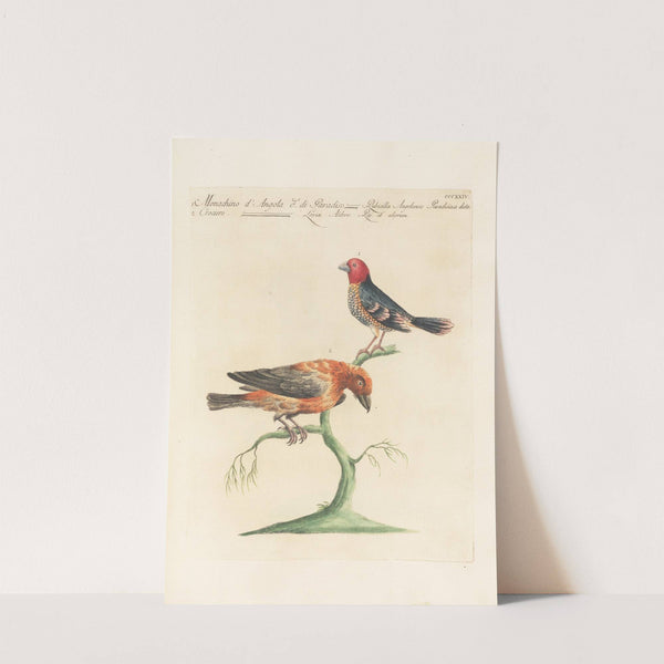 Ornithologia methodice digesta Pl.306 (1767-1776) by Saverio Manetti