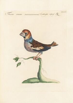 Ornithologia methodice digesta Pl.307
