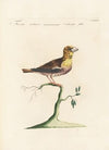 Ornithologia methodice digesta Pl.308