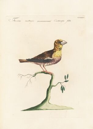 Ornithologia methodice digesta Pl.308