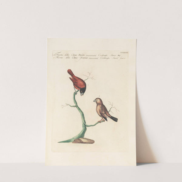 Ornithologia methodice digesta Pl.309 (1767-1776) by Saverio Manetti