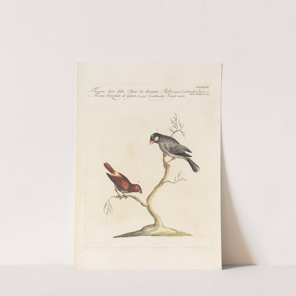 Ornithologia methodice digesta Pl.310 (1767-1776) by Saverio Manetti