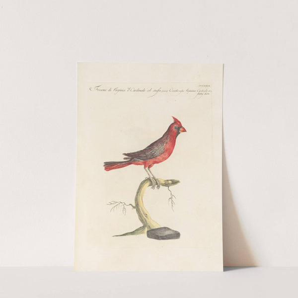 Ornithologia methodice digesta Pl.311 (1767-1776) by Saverio Manetti