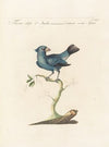 Ornithologia methodice digesta Pl.312