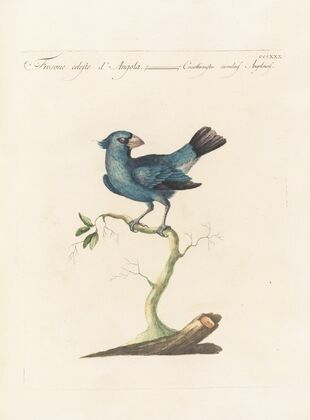 Ornithologia methodice digesta Pl.312