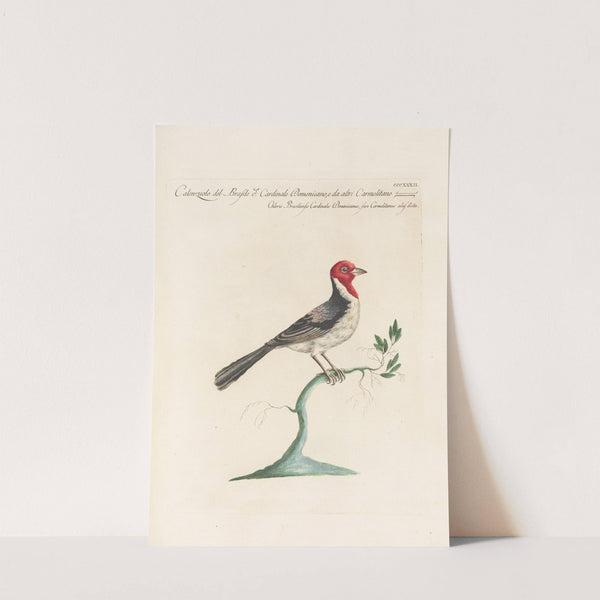 Ornithologia methodice digesta Pl.314 (1767-1776) by Saverio Manetti