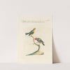Ornithologia methodice digesta Pl.315 by Saverio Manetti