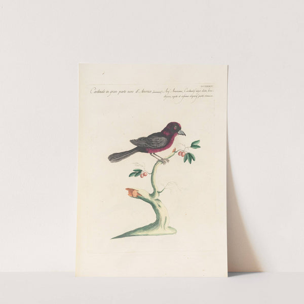 Ornithologia methodice digesta Pl.316 by Saverio Manetti