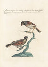 Ornithologia methodice digesta Pl.318