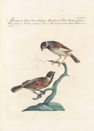 Ornithologia methodice digesta Pl.318