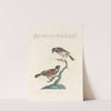 Ornithologia methodice digesta Pl.318 by Saverio Manetti