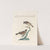 Ornithologia methodice digesta Pl.318 by Saverio Manetti