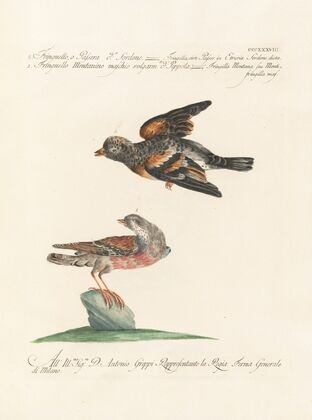 Ornithologia methodice digesta Pl.320