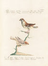 Ornithologia methodice digesta Pl.321
