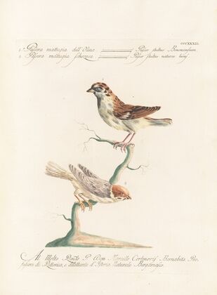 Ornithologia methodice digesta Pl.321