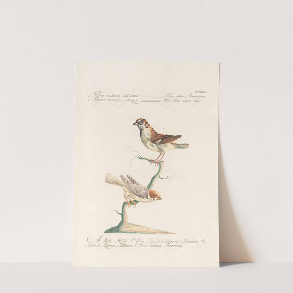 Ornithologia methodice digesta Pl.321 by Saverio Manetti