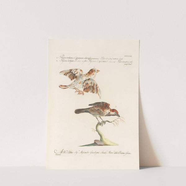 Ornithologia methodice digesta Pl.322 by Saverio Manetti