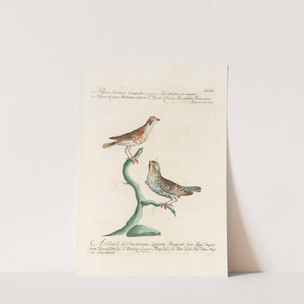 Ornithologia methodice digesta Pl.323 by Saverio Manetti