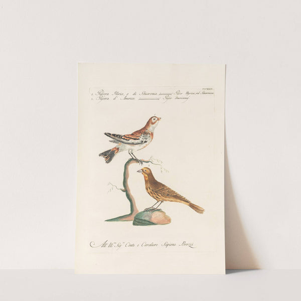 Ornithologia methodice digesta Pl.324 by Saverio Manetti