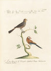 Ornithologia methodice digesta Pl.325