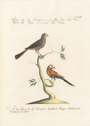 Ornithologia methodice digesta Pl.325