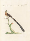 Ornithologia methodice digesta Pl.327