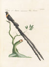 Ornithologia methodice digesta Pl.328