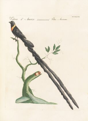 Ornithologia methodice digesta Pl.328
